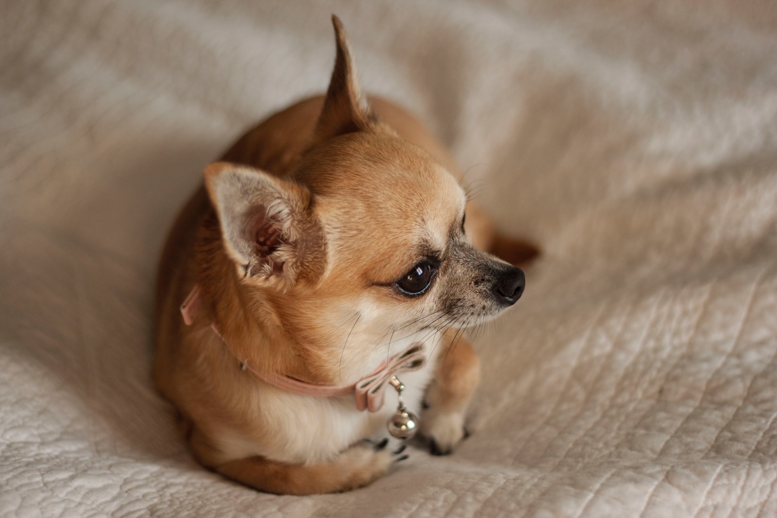 Mélanie THESE - NeposlušnéTlapky brown and white chihuahua lying on white textile