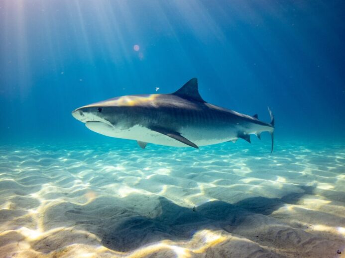 black shark underwater photo