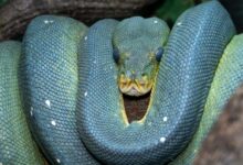 green and brown snake on brown tree branch
