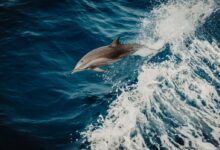dolphin in water close-up photography
