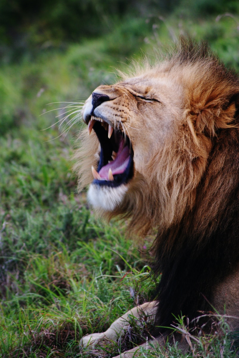 Zoë Reeve - NeposlušnéTlapky yawning lion