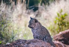 cheetah prowling on brown ground