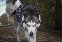 white and gray wolf
