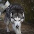white and gray wolf