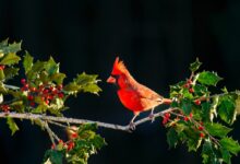 shallow focus of Cardinal bird on tree branch