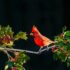 shallow focus of Cardinal bird on tree branch