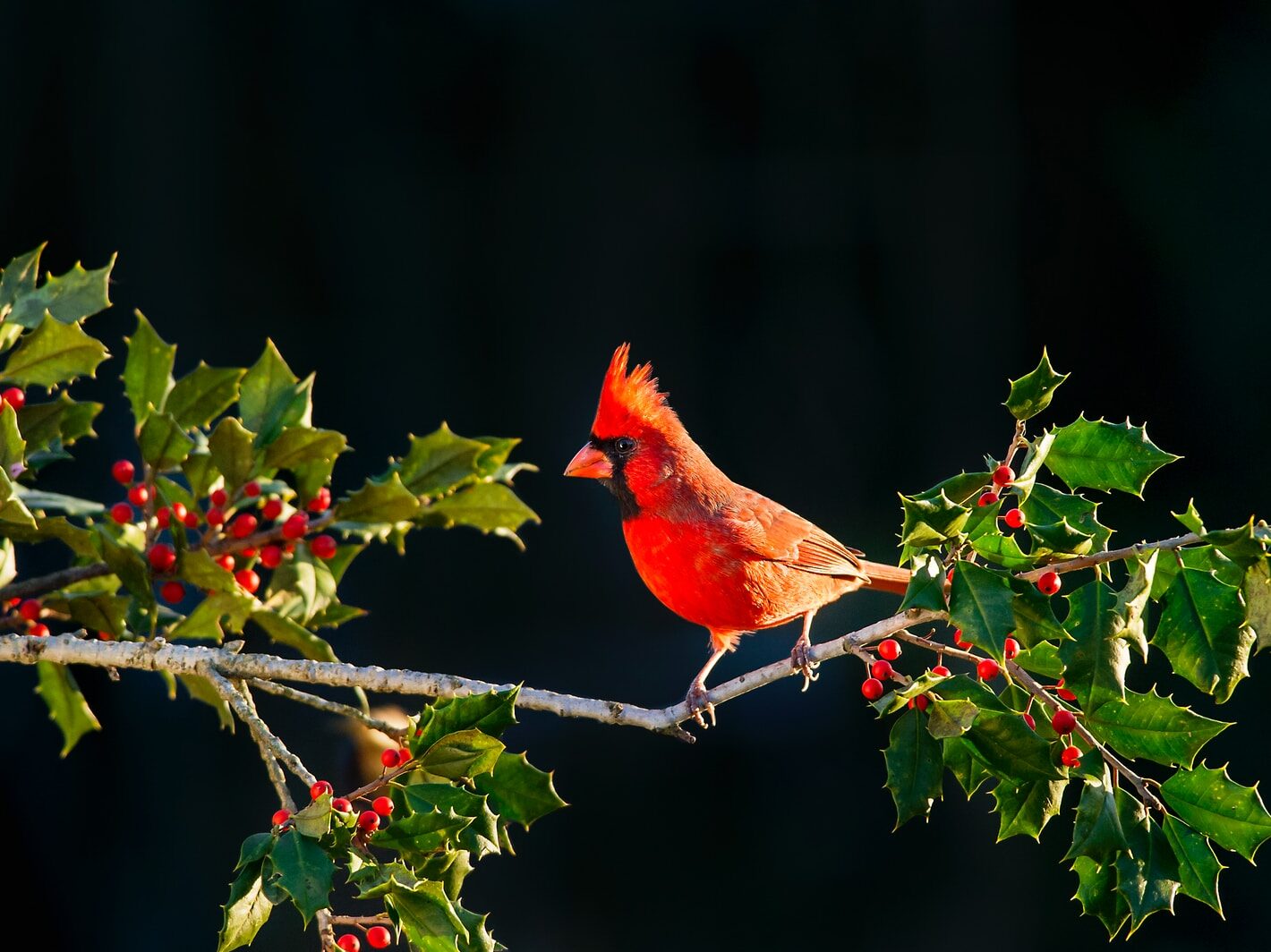 shallow focus of Cardinal bird on tree branch