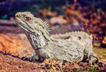 brown and gray bearded dragon on brown dried leaves