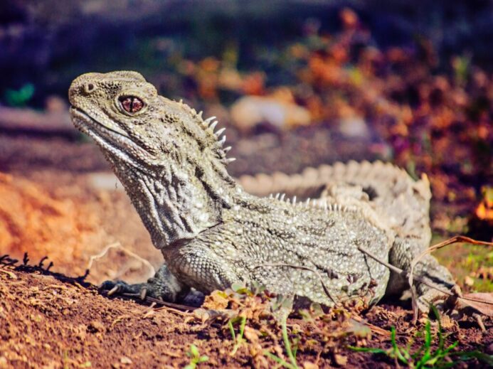 brown and gray bearded dragon on brown dried leaves