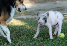 pink and gray pig beside dog