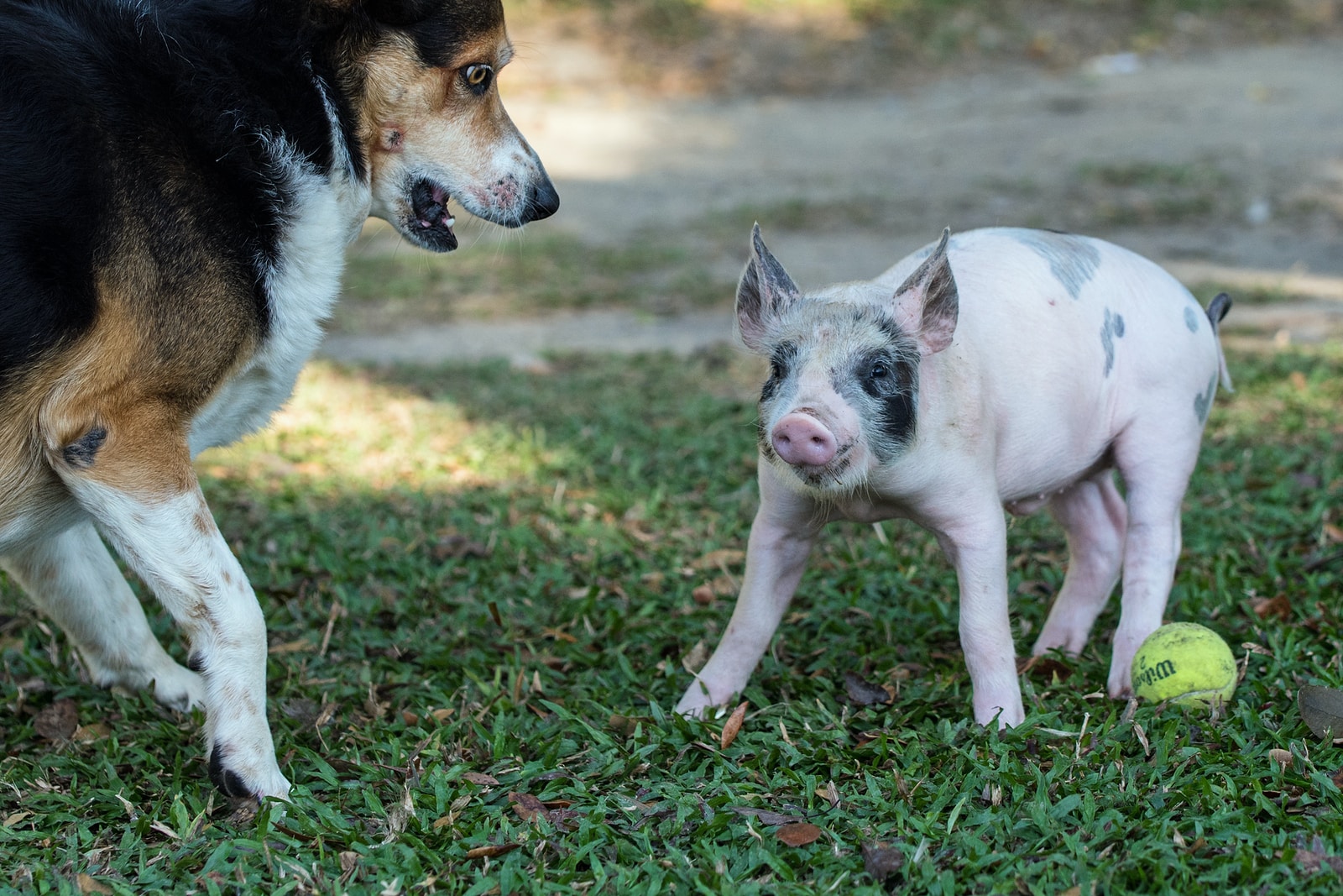 pink and gray pig beside dog