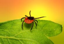 brown spider on green leaf