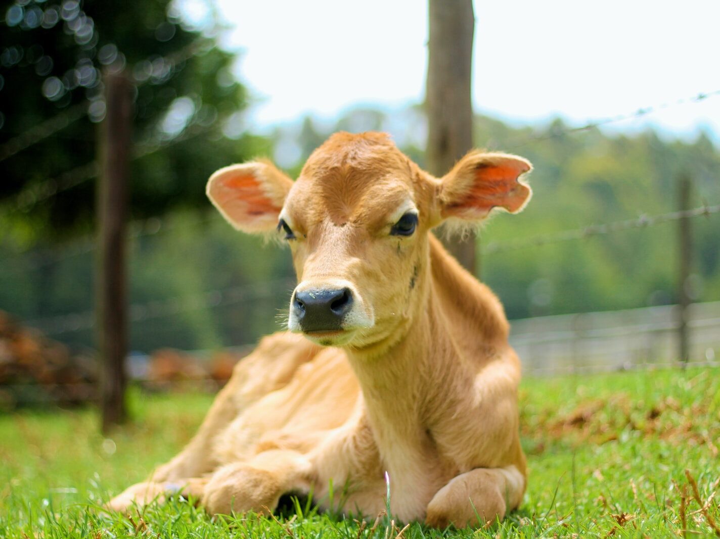 brown cow on green grass field during daytime
