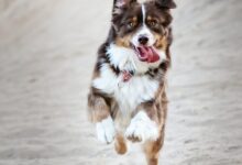 running white, brown, and black dog