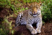 leopard on brown tree trunk