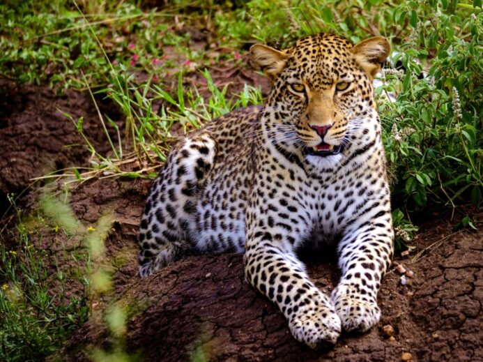 leopard on brown tree trunk