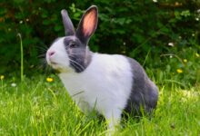 white and black rabbit on green grass