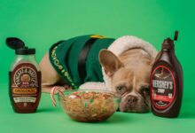 brown and white french bulldog in green and yellow hat