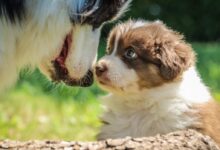 shallow focus photography of short-coated brown and white puppy