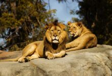 shallow focus photography of lion and lioness