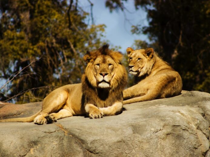 shallow focus photography of lion and lioness