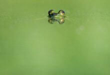 green frog swimming on water
