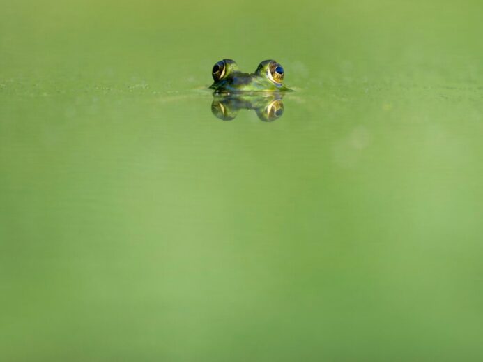 green frog swimming on water