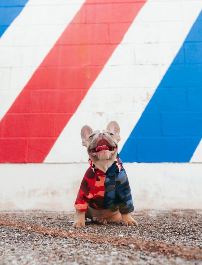 brown short coated dog wearing blue and red shirt