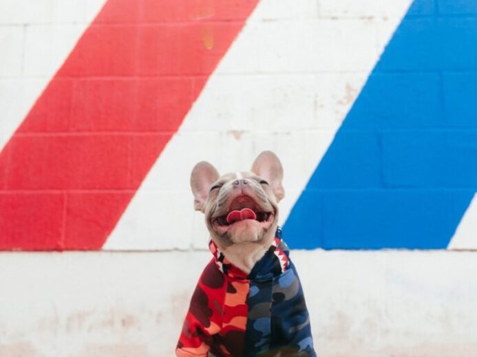 brown short coated dog wearing blue and red shirt