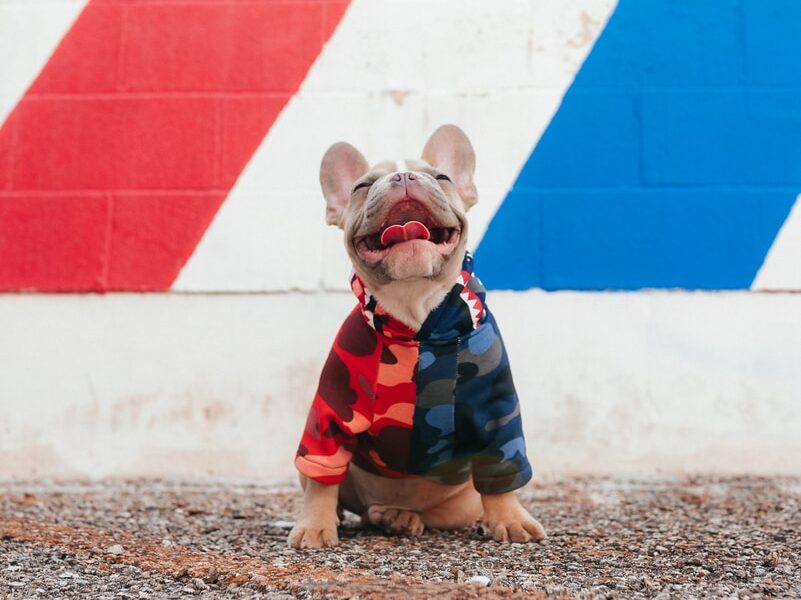 brown short coated dog wearing blue and red shirt