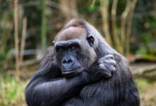 black gorilla in forest during daytime