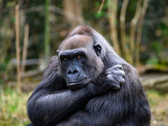 black gorilla in forest during daytime