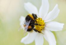 bee perching on white flower