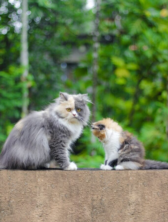 white and gray cat on gray concrete floor
