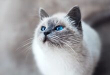 white and gray cat