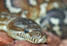 brown snake in shallow focus