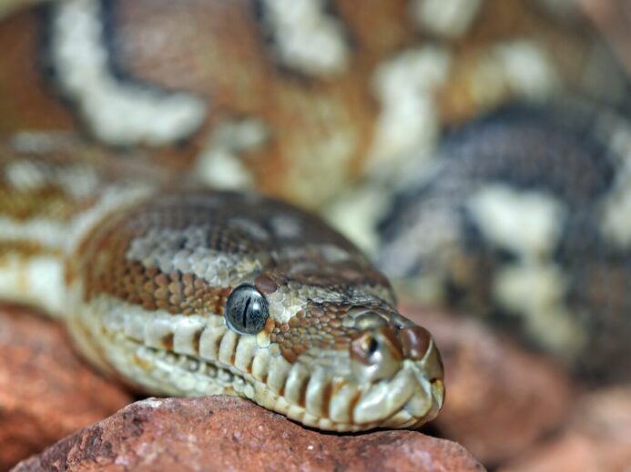 brown snake in shallow focus