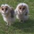 two white-and-brown owls