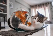 tabby cat playing with fish on fishbowl