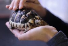 person holding turtle