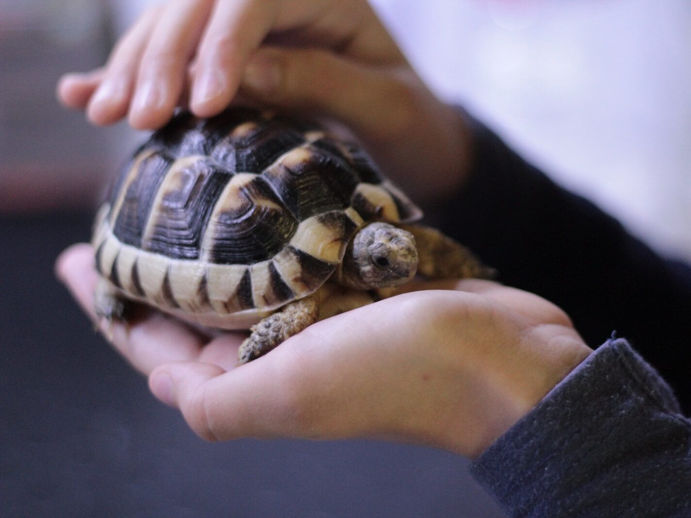 person holding turtle