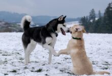 adult black and white Siberian husky beside short-coated brown dog