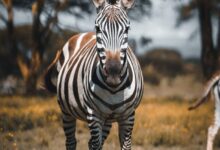 focus photography of zebra