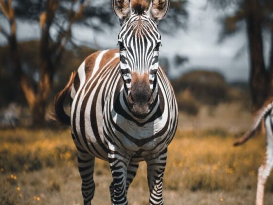 focus photography of zebra