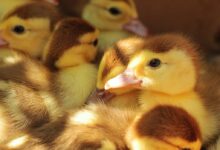 flock of yellow duckling