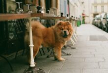 adult brown chow chow