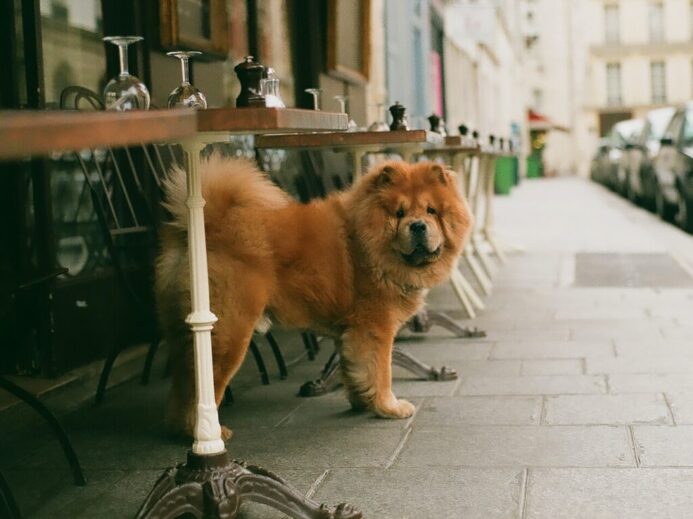adult brown chow chow