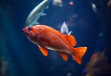 underwater photography of red fish