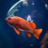 underwater photography of red fish