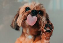 brown and white shih tzu puppy